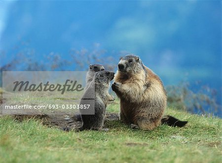 Marmotte avec young