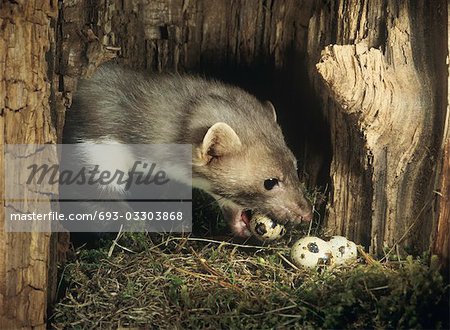 Weasel stealing eggs from nest