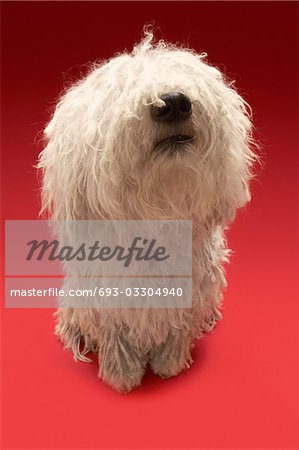 Chien Komondor, sur fond rouge