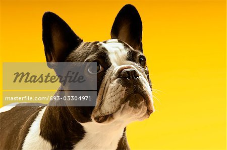 French Bulldog en regardant plus loin, sur fond jaune