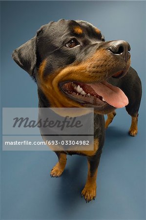 Rottweiler sur fond bleu