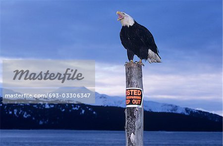 Bald Eagle perched on post in mountains
