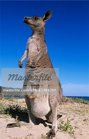 Känguru mit Joey im Beutel am Strand