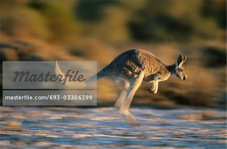 Kangaroo bouncing through desert