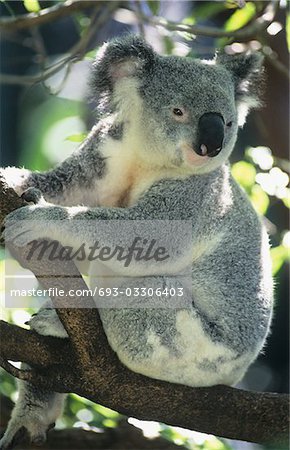 Koala sitting in tree
