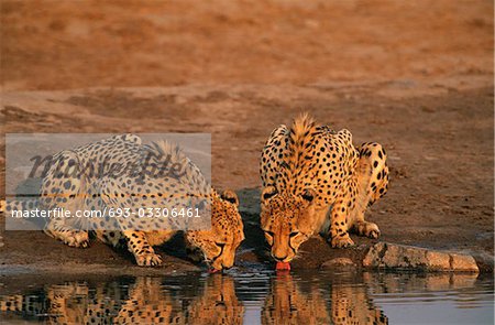 Deux guépards (Acinonyx Jubatus) à trou d'eau à boire