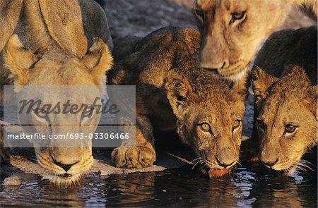 Group of Lions drinking at waterhole, close-up