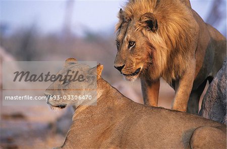 Pair of Lions resting