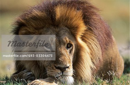 Male Lion couché sur la savane