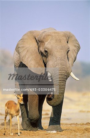 Afrikanischer Elefant (Loxodonta Africana) und Gazelle auf savannah