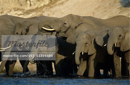 African Elephants (Loxodonta Africana) at waterhole