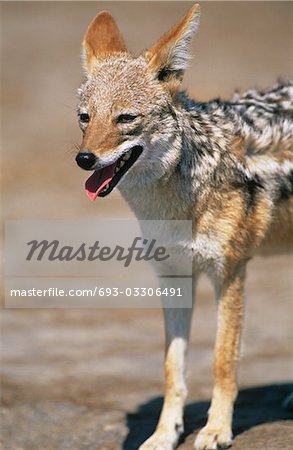 Chacal à chabraque (Canis Mesomelas), sur la savane