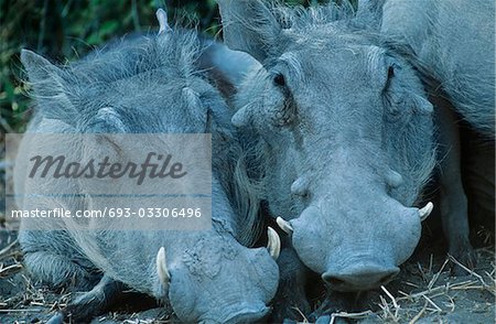 Zwei Warthogs nebeneinander, Nahaufnahme