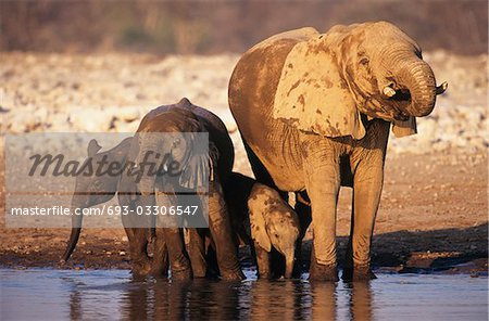 African Elephant (Loxodonta Africana) with three young at waterhole