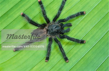 Tarrantula sur la feuille