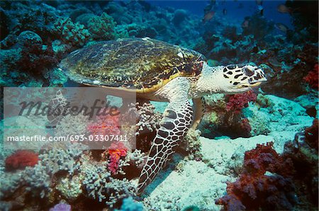 Green Turtle on coral reef