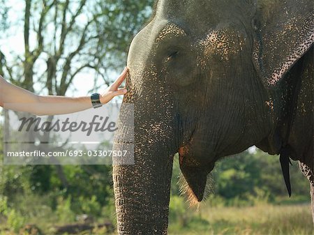 Jeune femme caresser la tête d'éléphants, gros plan