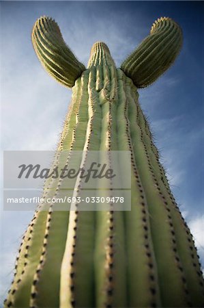 Saguaro cactus, low angle view