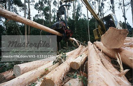 Plantations, Eucalyptus (bluegum) des arbres récoltés pour woodchipping