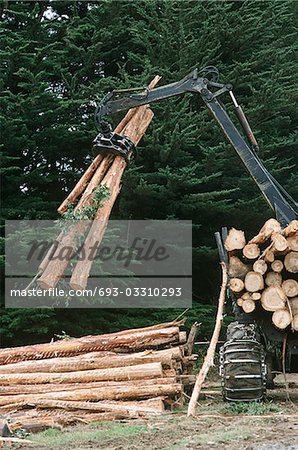 Plantations, Eucalyptus (Bluegum) des arbres en cours de préparation pour woodchipping