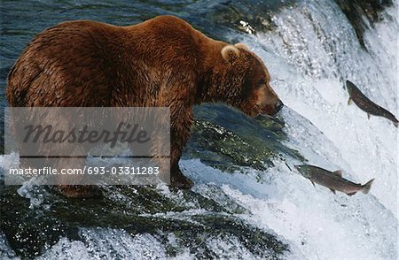 Ours brun, ours grizzly en regardant le saumon, Katmai National Park, Alaska, Etats-Unis.