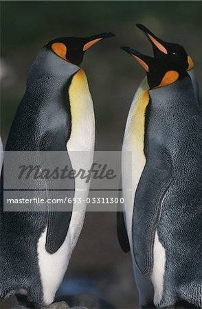 UK, South Georgia Island, two King Penguins opposite each other, side view