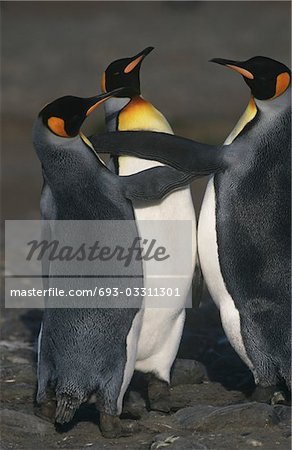 UK, South Georgia Island, three King Penguins on beach, elevated view