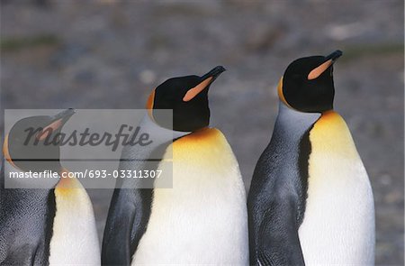 UK, South Georgia Island, three King Penguins standing side by side, close up