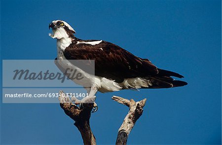 Osprey (Pandion haliaetus) perching on branch