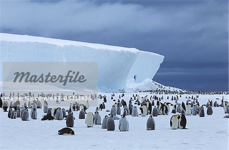 Iceberg et colonie de manchots empereur (Aptenodytes forsteri)