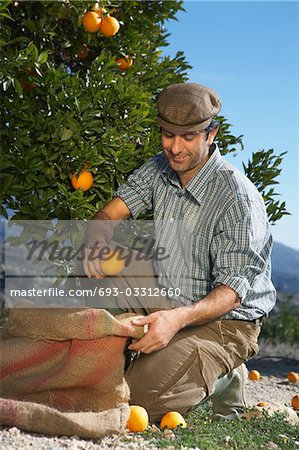 Farmer picking oranges