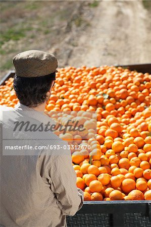 Paysan regardant oranges en remorque, retour vue