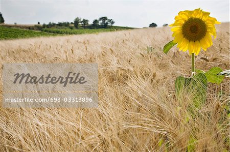 Sunflower in wheatfield