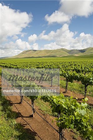 Vineyard in Santa Maria, California