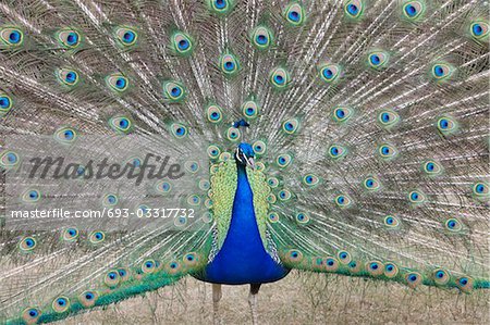 Indian Peafowl, Pavo cristatus (Asiatic)with tail feathers displayed in courtship ritual