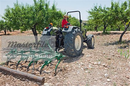 Agriculteur laboure oliveraie à Murcia