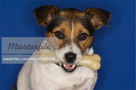 Jack Russell Terrier Holding Dog Bone