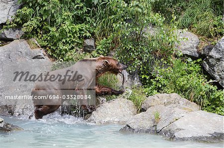 USA, Alaska, Brown Bear with salmon in mouth by water edge