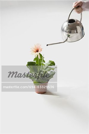Femme arrosant les fleurs en pot, gros plan