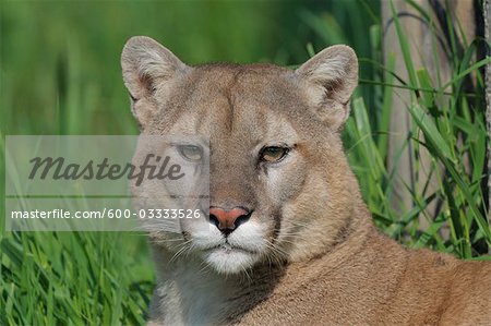 Portrait of Mountain Lion, Minnesota, USA