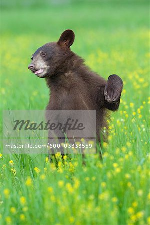 Black Bear in Meadow, Minnesota, USA