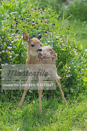 Young White Tailed Deer, Minnesota, USA