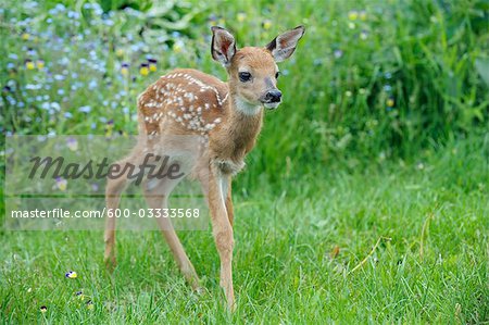 Young White Tailed Deer, Minnesota, USA