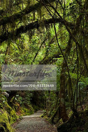 Wombat Lake Walk, Franz Josef Glacier, South Island, New Zealand