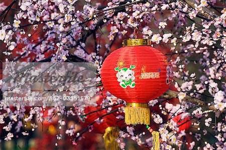 China,Beijing. Chinese New Year Spring Festival - A red lantern hanging in a tree of cherry blossom at Longtanhu Park Fair.