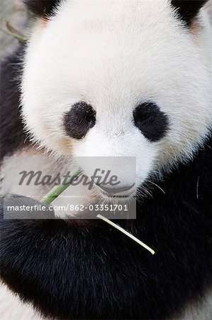 China, Provinz Sichuan Chengdu Stadt. Essen Bambussprossen an ein Panda Panda behalten zum Unesco Weltkulturerbe.