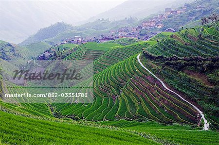 China,Guangxi Province,Longsheng Dragon's Backbone Rice Terraces,near Guilin