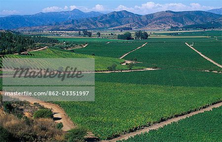 Chili, Curacavi vallée. Vignobles à l'ouest de Santiago Chili, Curacavi vallée. Vignobles à l'ouest de Santiago