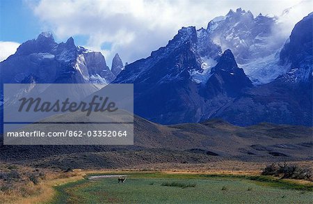 Guanaco feeding in front of Paine Massif (Wild South American camelid)