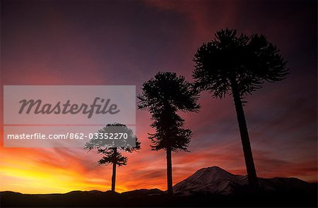 Chili, région IX, Malacahuello-Nalcas réserve nationale. Araucaria,(Araucaria araucana) ou arbre Araucaria du Chili, silhouetté au coucher du soleil